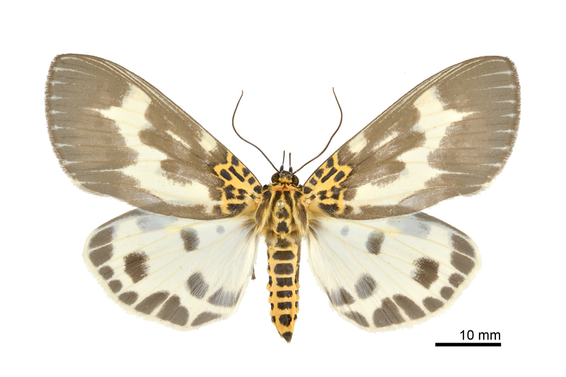 Asota tortuosa Female